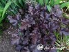 Alūnė ,Black Beauty' (lot. Heuchera)